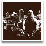 Pigeon