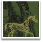 Horse Skeleton