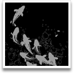 Koi